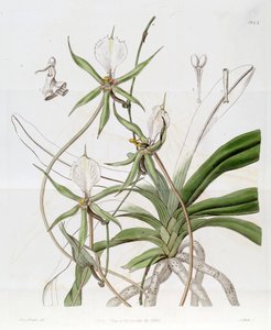 Plectrelminthus caudatus (als syn. Angraecum caudatum) door Miss Drake